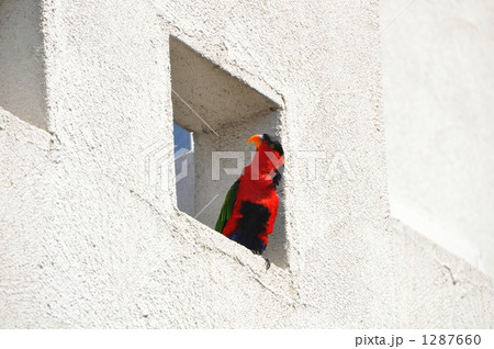 鮮やかオウム 1287660