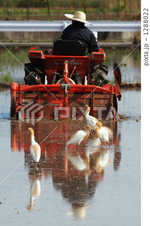 餌を獲るアマサギ 餌を獲るアマサギ 1288022