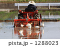 餌を獲るアマサギ 1288023