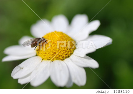 スノーホワイト 昆虫 花の写真素材