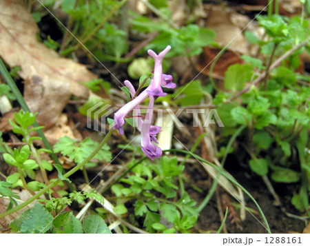 カタクリの咲く時期に咲くジロボウエンゴサクの写真素材