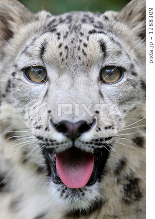 ユキヒョウ 1288309