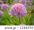 春の花　アサツキ 1288350