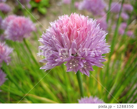 春の花　アサツキ 1288350