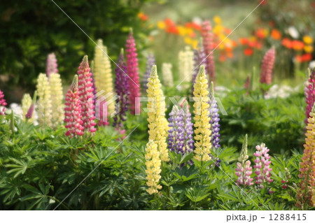 ルピナス 1288415