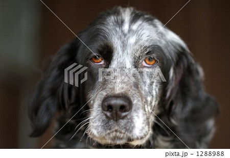 悲しげな犬 1288988
