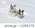 ラッセルするパピヨンの子犬 1289178