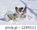 ラッセルする、パピヨンの子犬 1289211