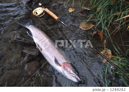 スチールヘッド スチールヘッド 1289262