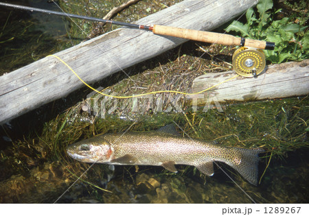 ニジマス 1289267