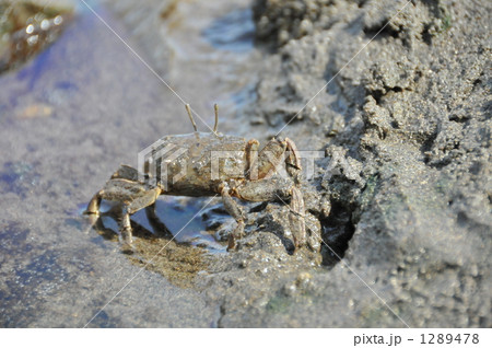 干潟のかに 干潟のかに 1289478