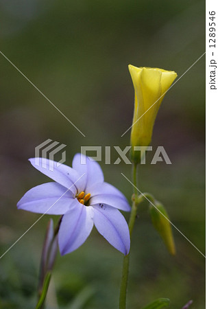 二輪の花 二輪の花 1289546