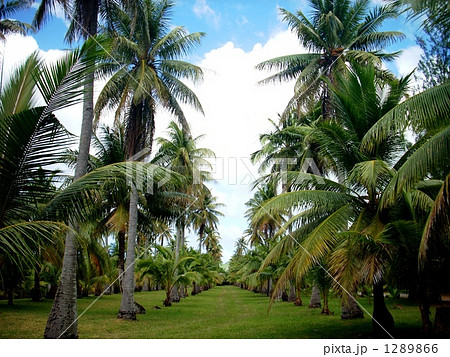 ロタ島　千本椰子２ 1289866