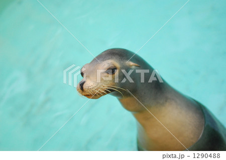 アシカ（桂浜水族館） 1290488