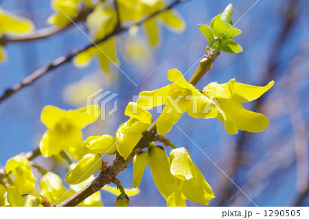 レンギョウの花 1290505