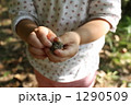 どんぐり拾ったよ！ 1290509