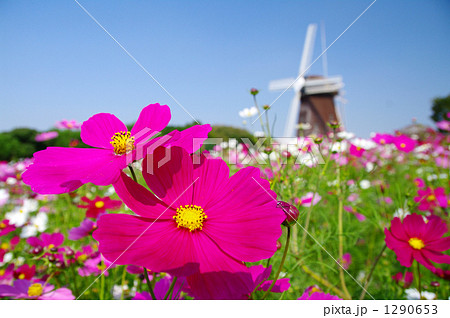 オランダ風車とコスモス 1290653
