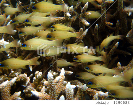 バーギル カーディナルフィッシュ バーギル カーディナルフィッシュ 1290688