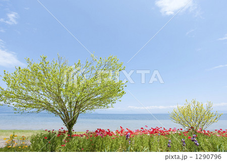 琵琶湖の風景 1290796