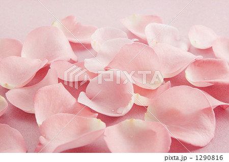 薔薇の花びら 1290816