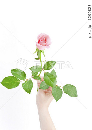 手に持つ一本の薔薇の花の写真素材