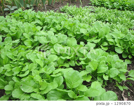 コマツナ 1290870
