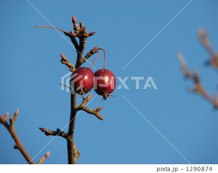 ヒメリンゴ 1290874