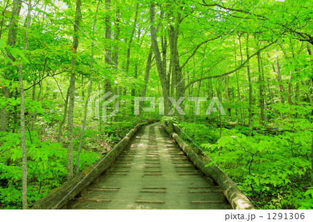 蔦沼のブナ林と散策路 1291306