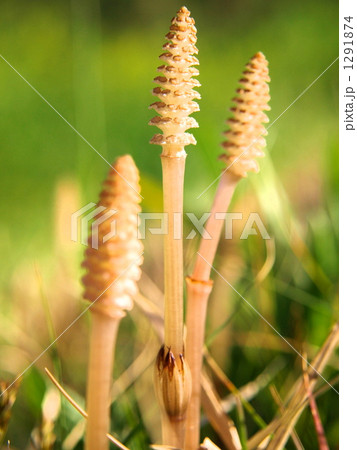 つくし つくし 1291874