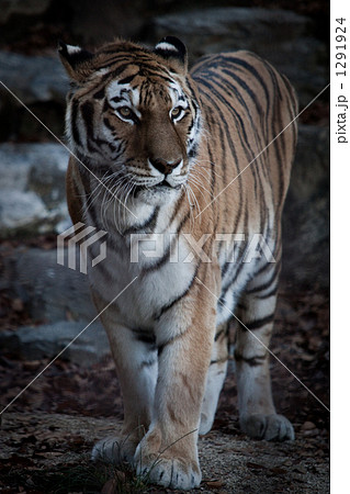 シベリアトラ チョウセントラ ウスリートラの写真素材