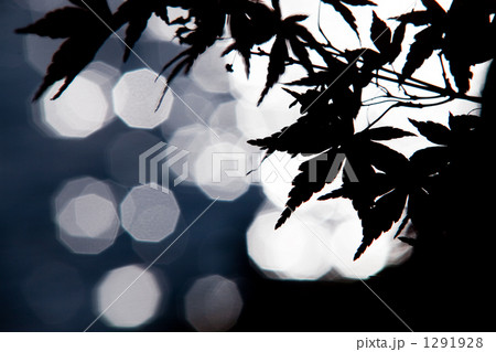 キラキラ楓 1291928