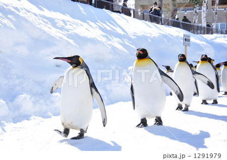 ペンギンの行進 ペンギンの行進 1291979
