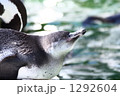 昼寝ペンギン 1292604