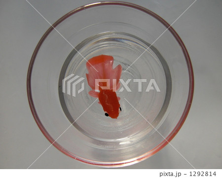 金魚 1292814
