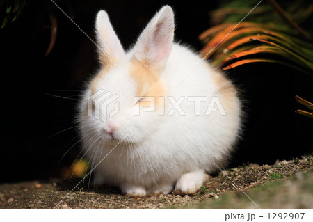 仔うた 仔うた 1292907