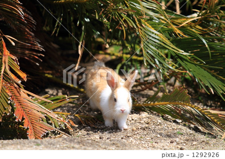 仔うた 仔うた 1292926