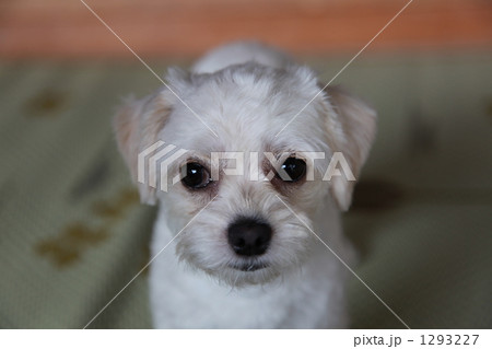 白いマルプー犬の写真素材