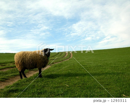 サフォーク　Ⅰ 1293311