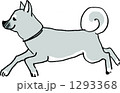 芝犬 1293368
