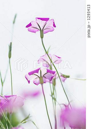 ムギセンノウ 1293413