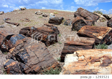 アメリカ　アリゾナ州　Petrified Forest 珪化木化石 アメリカ アリゾナ州 Petrified Forest 珪化木化石 化石の森国立
