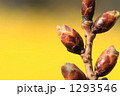 ソメイヨシノの蕾 1293546