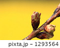 ソメイヨシノの蕾 1293564