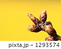 ソメイヨシノの蕾 1293574