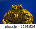 タカアシガニ 1293626