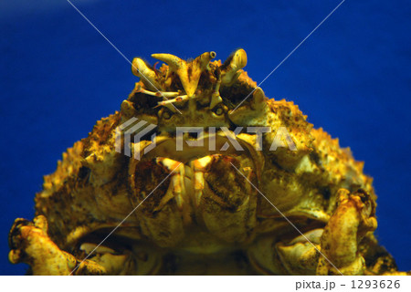 タカアシガニ 1293626