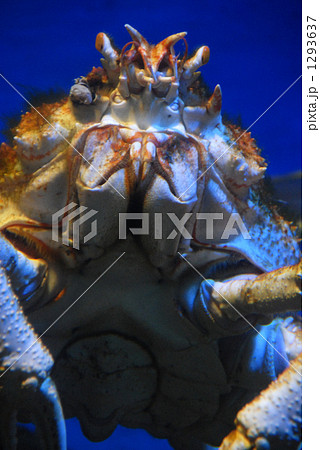 タカアシガニ 1293637