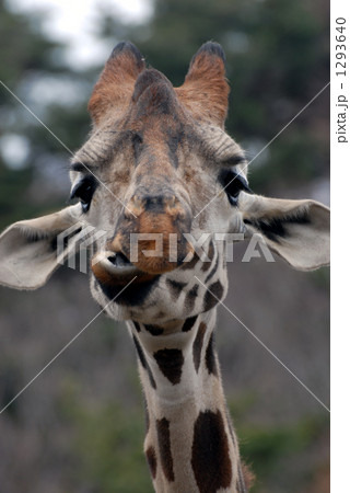 キリン キリン 1293640