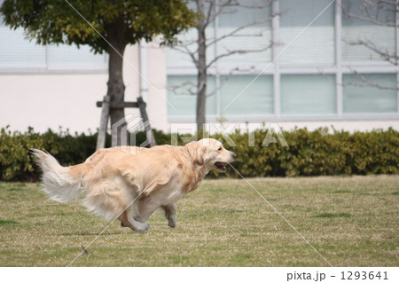 ゴールデンレトリバー 1293641