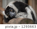 エリマキキツネザル 1293663